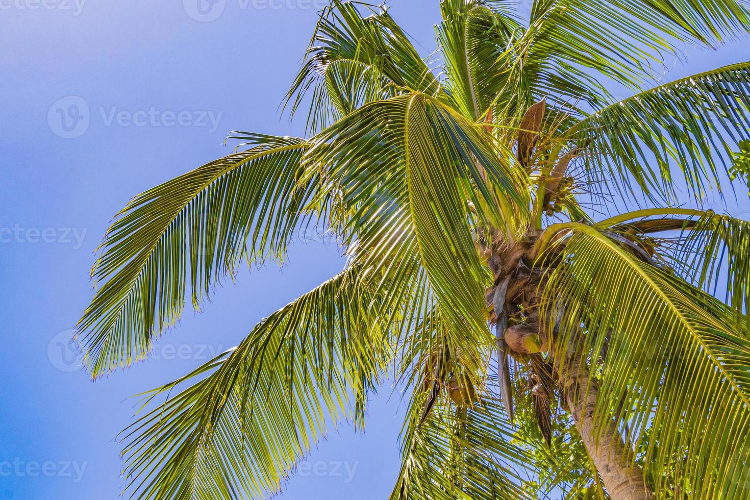 palmeira tropical com céu azul playa del carmen mexico. foto