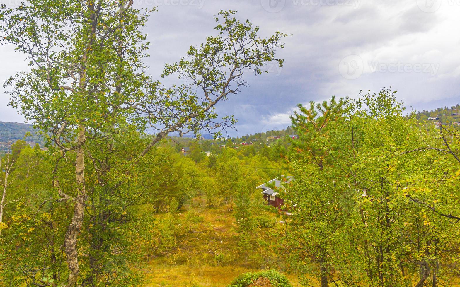 panorama com pinheiros pinheiros montanhas natureza paisagem hovden noruega. foto