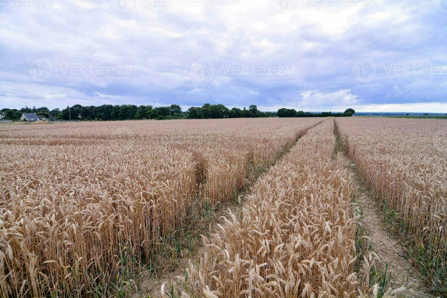 caminhos através uma campo do trigo foto