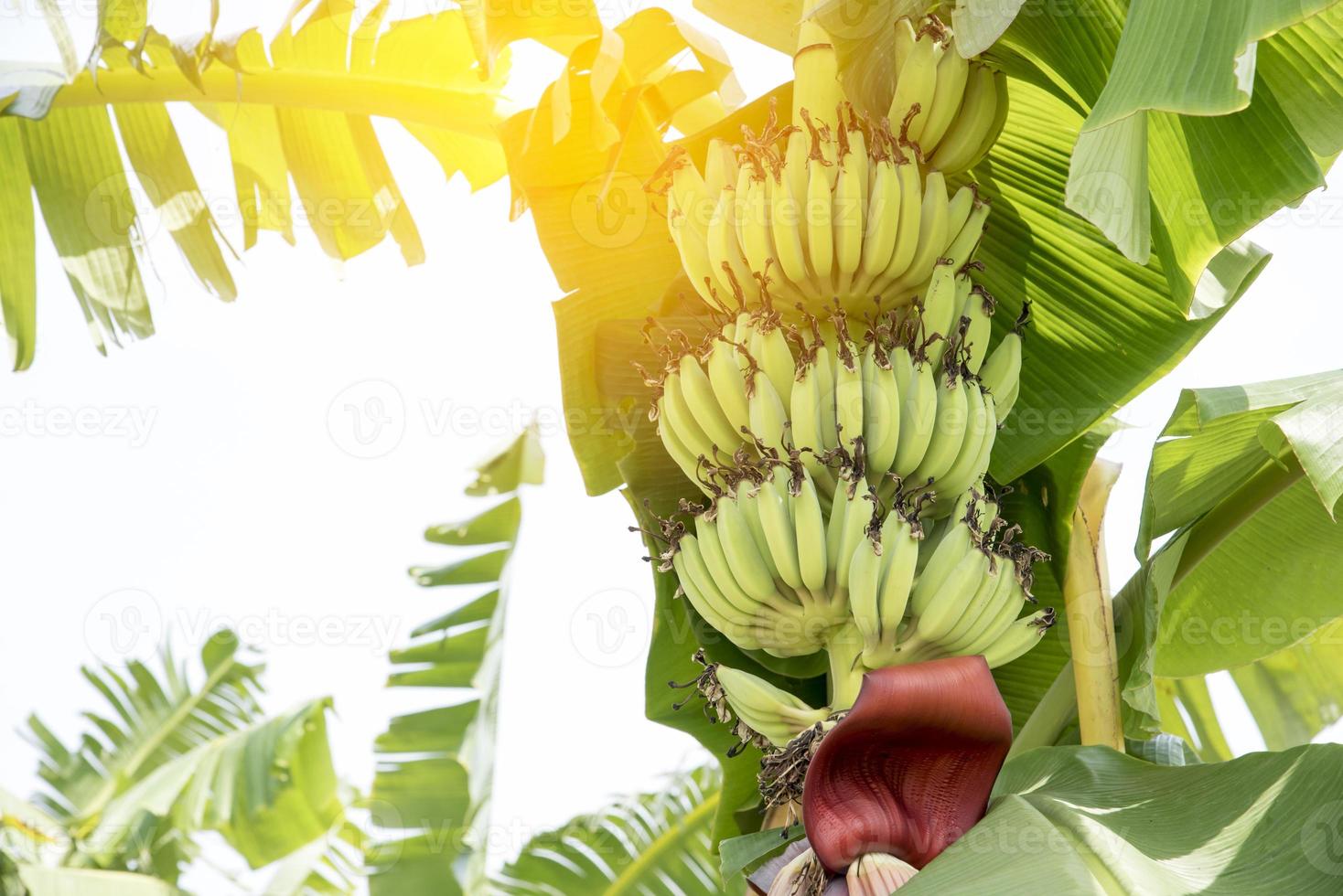 banana crua com folhas de bananeira na natureza foto