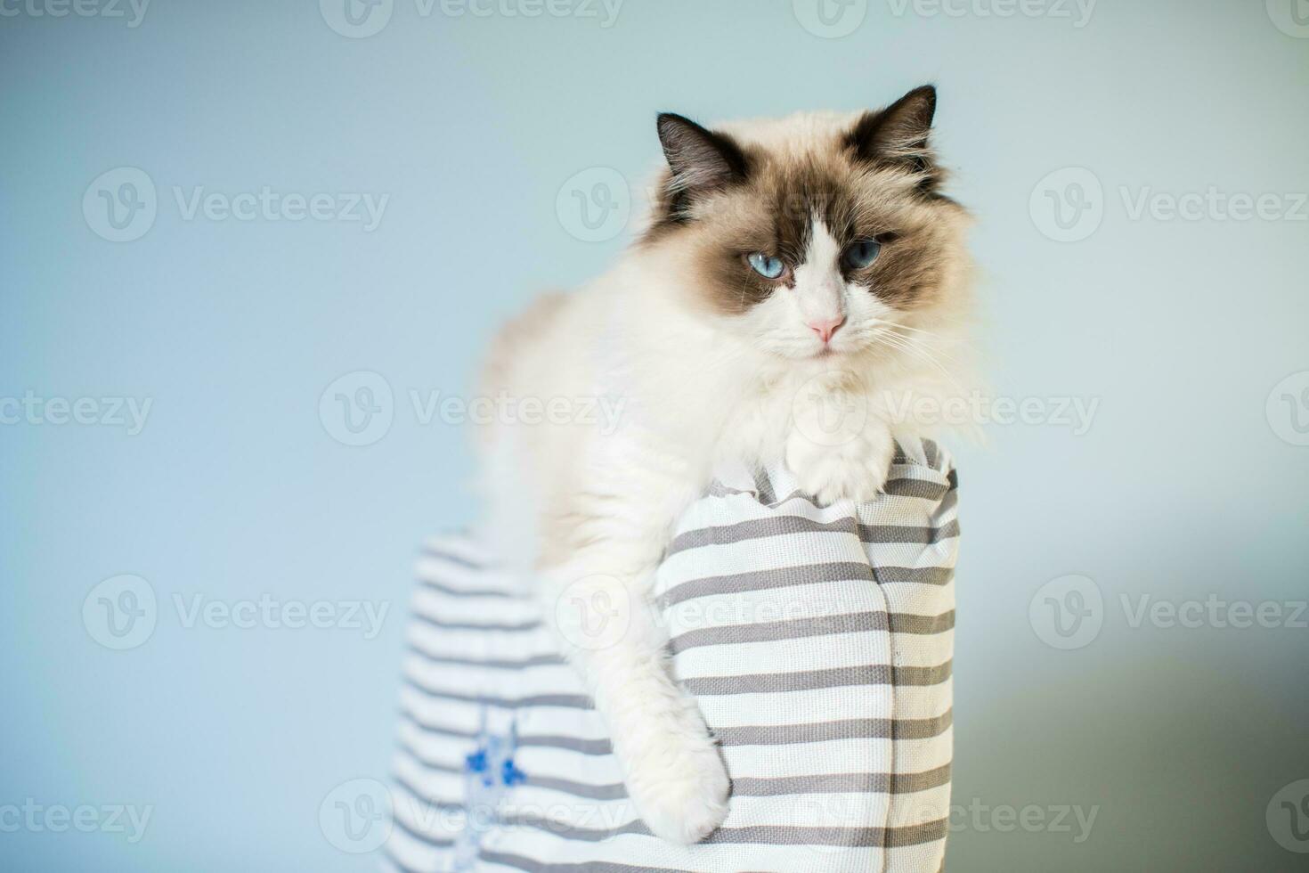 jovem lindo de raça pura boneca de pano gato às casa foto