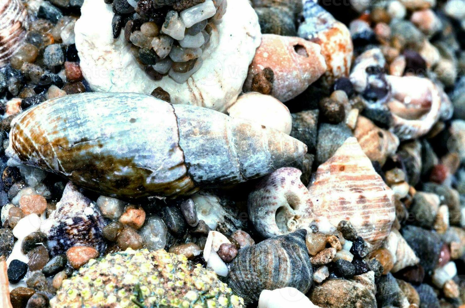 uma fechar acima do uma grupo do cartuchos em a terra foto