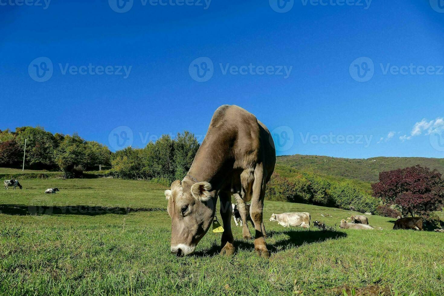 uma vaca pastar dentro uma campo com de outros vacas foto