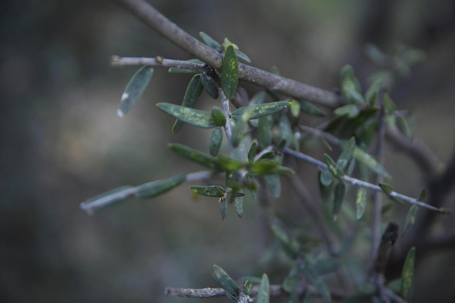 Oliva plantar folhas foto