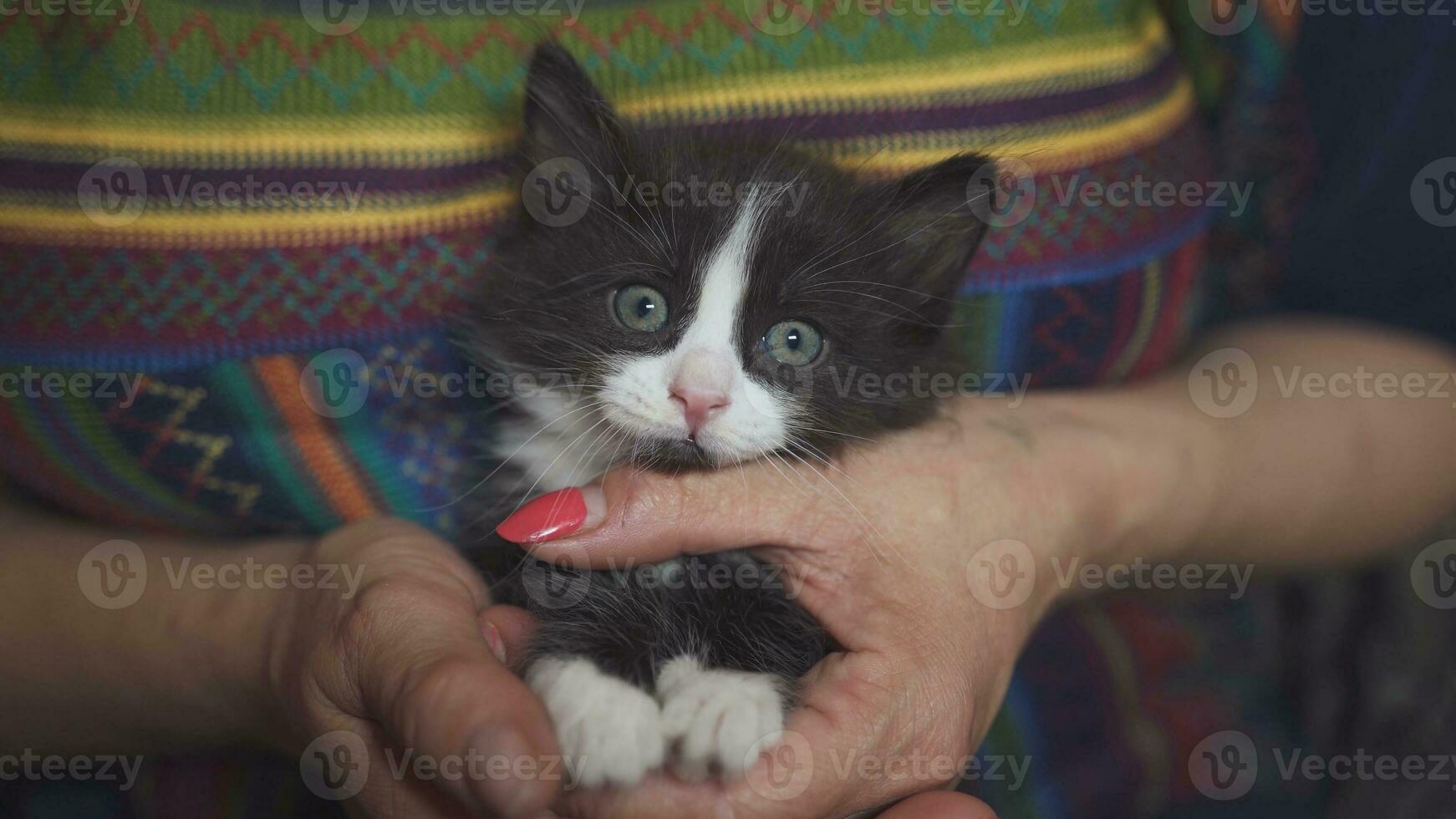 uma Preto e branco gatinho dentro uma mulher braços. foto