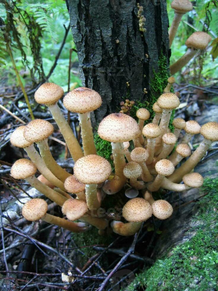 comestível cogumelos, querida agáricos dentro floresta foto