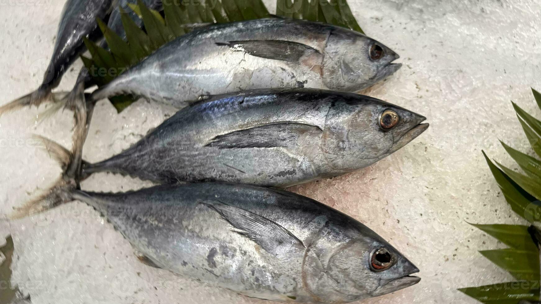 atum cavalinha peixe fresco dentro a gelo, local produzir peixe, japonês katsuo peixe, ou bonito atum ou cakalang ou tongkol foto