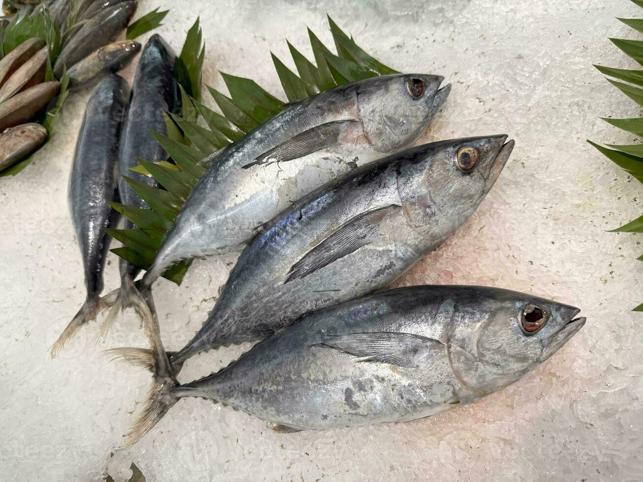 atum cavalinha peixe fresco dentro a gelo, local produzir peixe, japonês katsuo peixe, ou bonito atum ou cakalang ou tongkol foto