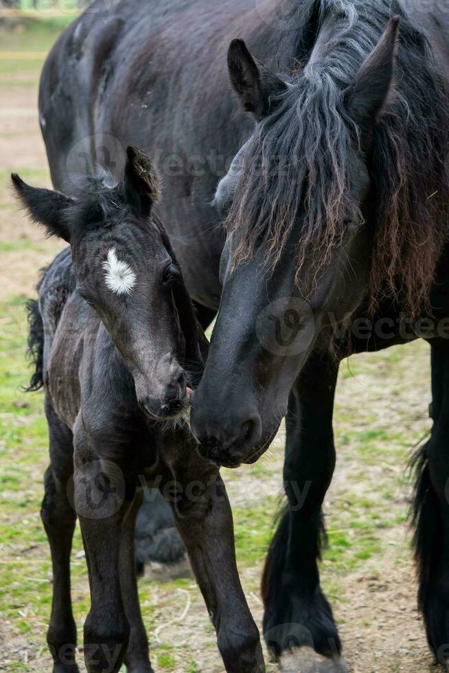 frisão égua cavalo e potro em a Prado. foto