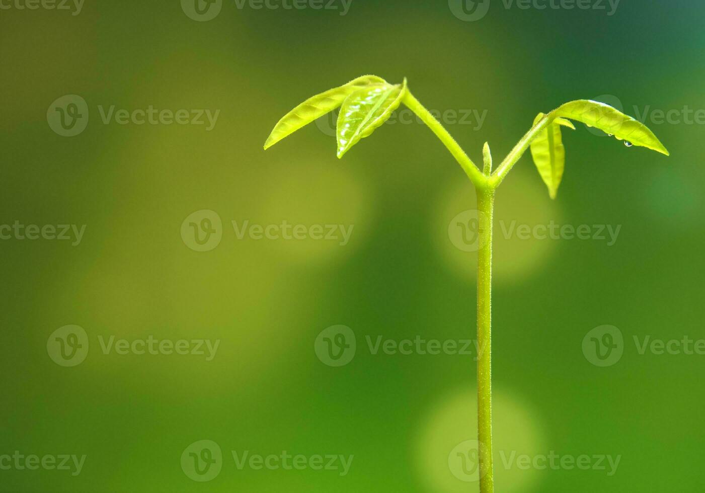 folhas de broto de planta jovem semeando na floresta foto