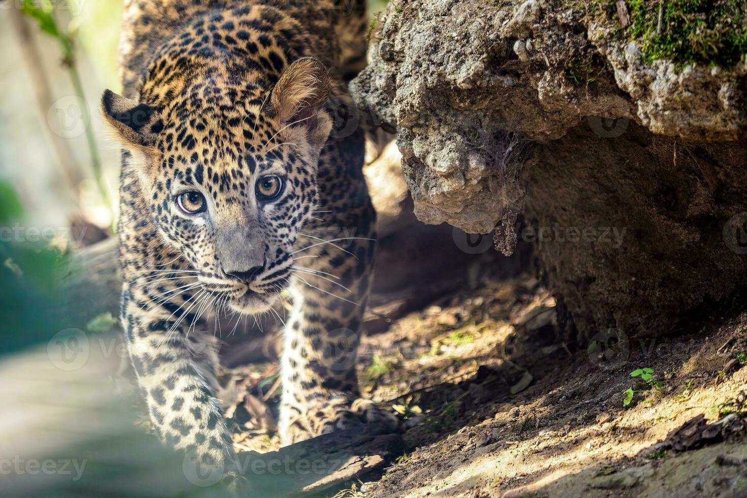 filhote de leopardo do sri lankan, panthera pardus kotiya foto