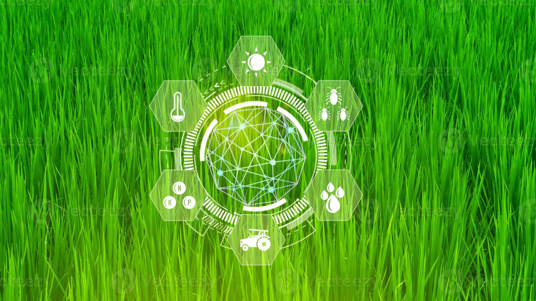verde arroz mudas campo com infográficos inteligente agricultura e precisão agricultura com visual ícone, digital tecnologia agricultura e inteligente agricultura conceito. foto