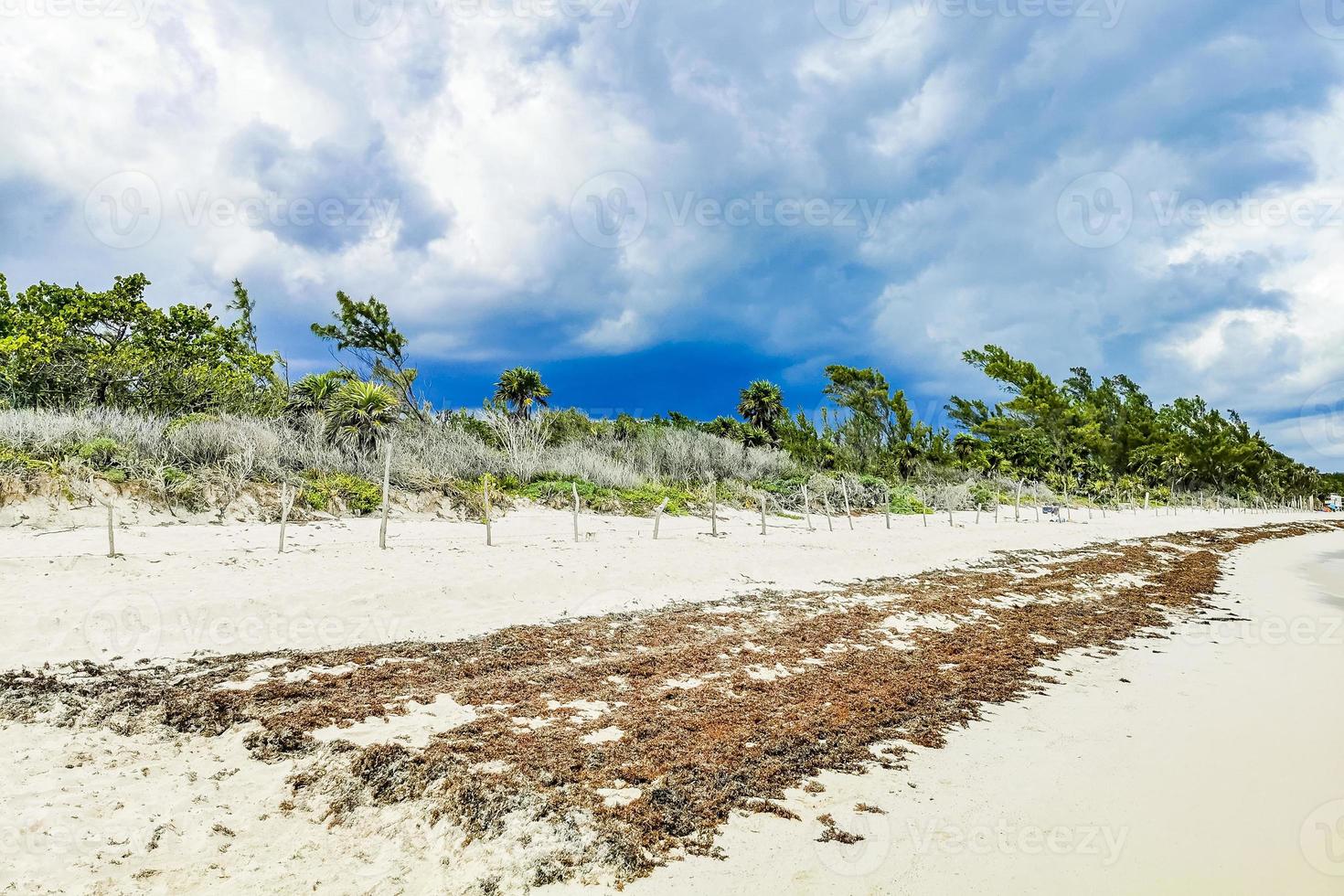 algas vermelhas em punta esmeralda, playa del carmen, méxico foto