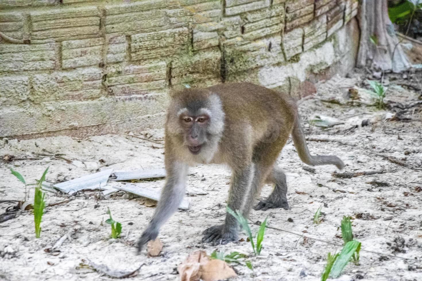 macaco macaque em floresta tropical em koh phayam, tailândia foto