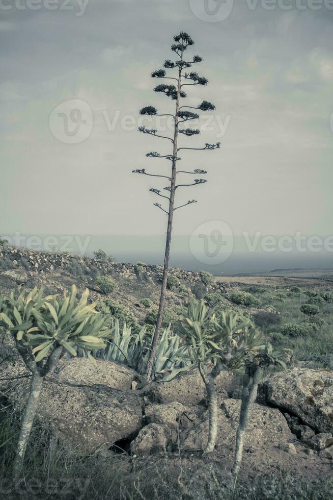 vertical e cinematográfico Visão em Lanzarote natural panorama com agave haste foto