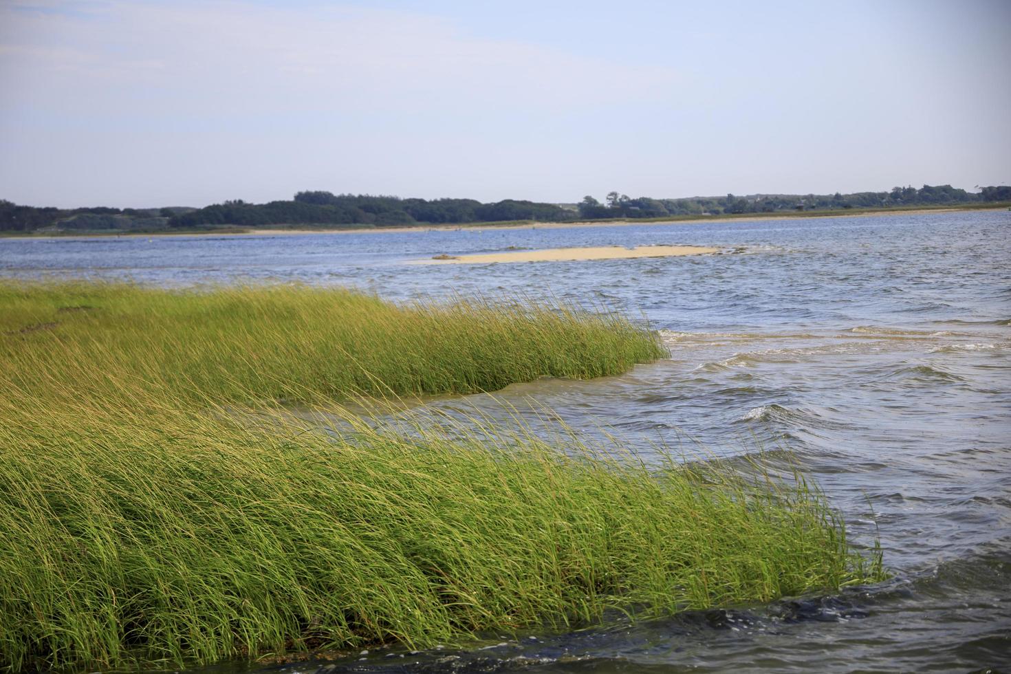 ervas marinhas sopradas pelo vento no oceano foto