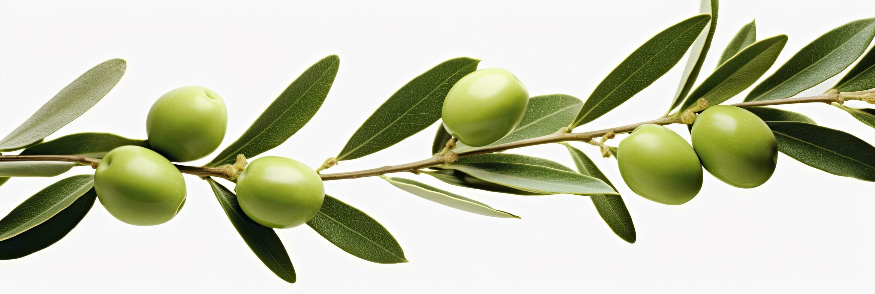 ai gerado Oliva árvore filial, verde azeitonas e folhas em branco fundo. ai gerado. foto