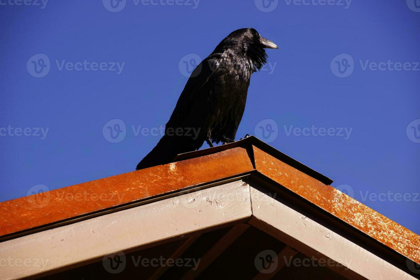 comum Raven, em cobertura dentro cedo manhã foto