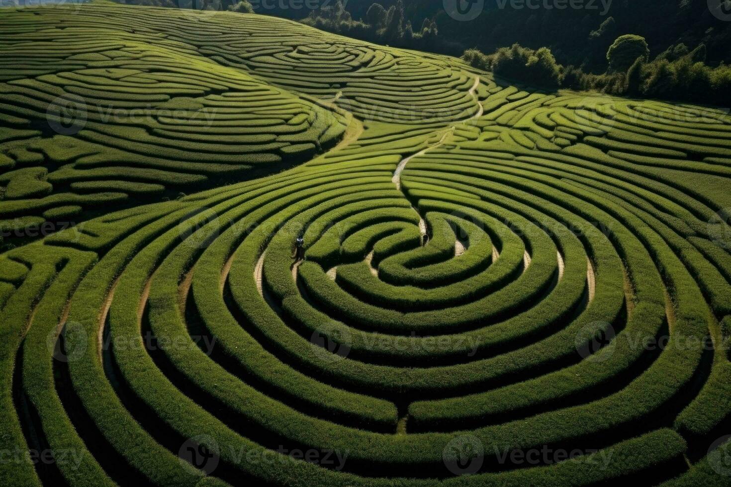 chá campo plantação labirinto fundo. foto tiro a partir de uma zangão para Campos com chá