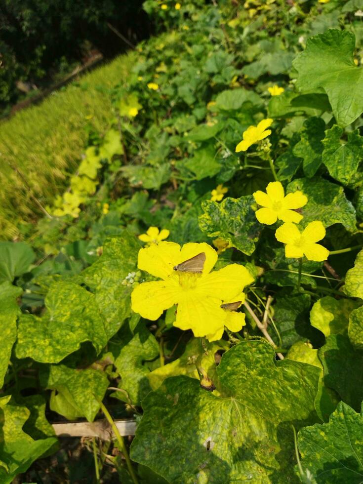 tinir flor kazi nazrul islamismo E se você sempre ir para rural bengala, você vai Vejo tal lindo amarelo tinir flores dentro a Jardim do muitos agricultores' casas. isto parece muito lindo e amável. nacional poeta.. foto