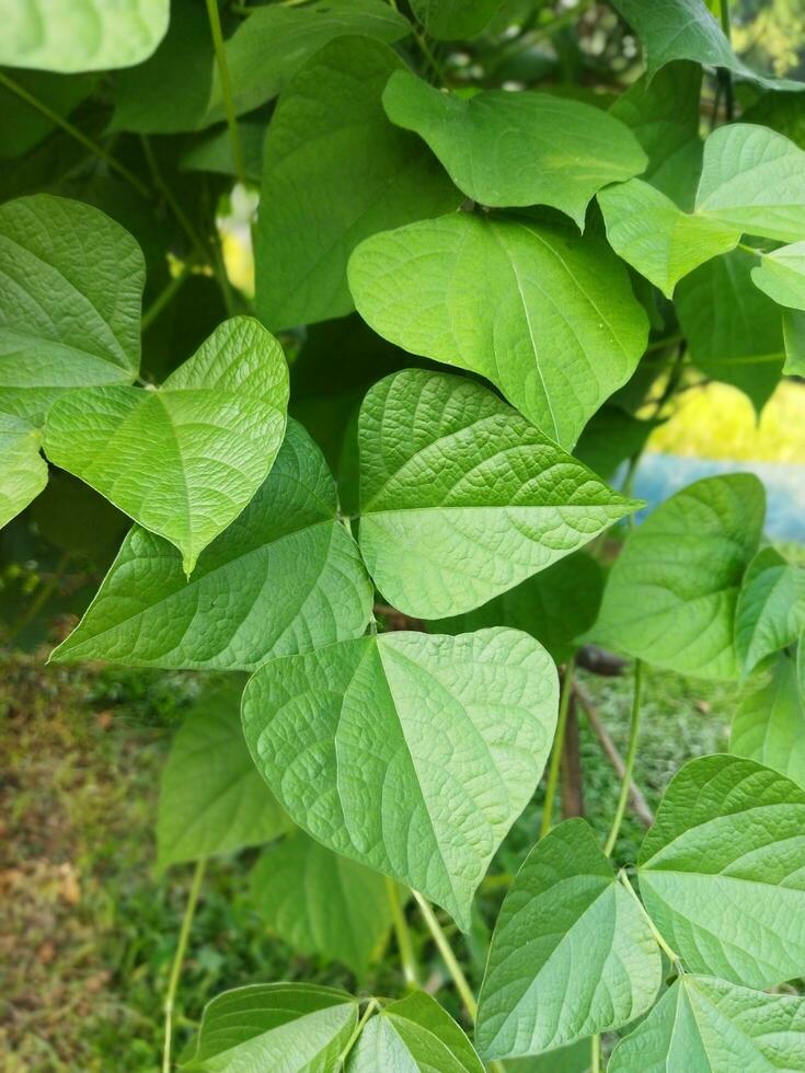 lindo folhas, Novo verde folhas estão coberto com lindo natureza para Veja às foto