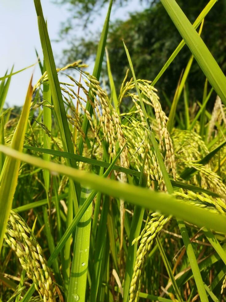 arroz tem começado amadurecimento cada ano com a chegada do Novo arroz cada bengali família comemora a navanna festival, a gosto do pitapuli começa dentro a casas do rural bengala. foto