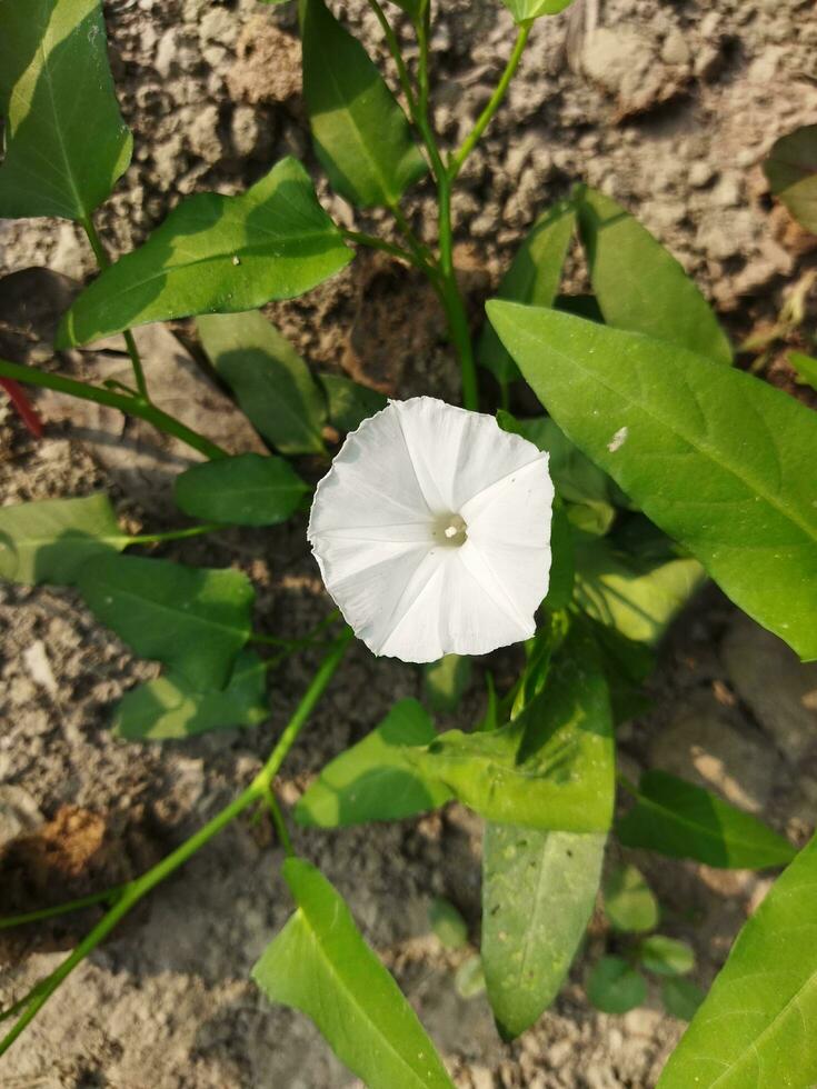 Kalmishak é especialmente benéfico para a olhos. Kalmishaka aguça visão. anti-doença Kalmi folhas ter uma muitos do Vitamina 'c'. isto atos Como a antioxidante e impede vários doenças dentro a corpo foto