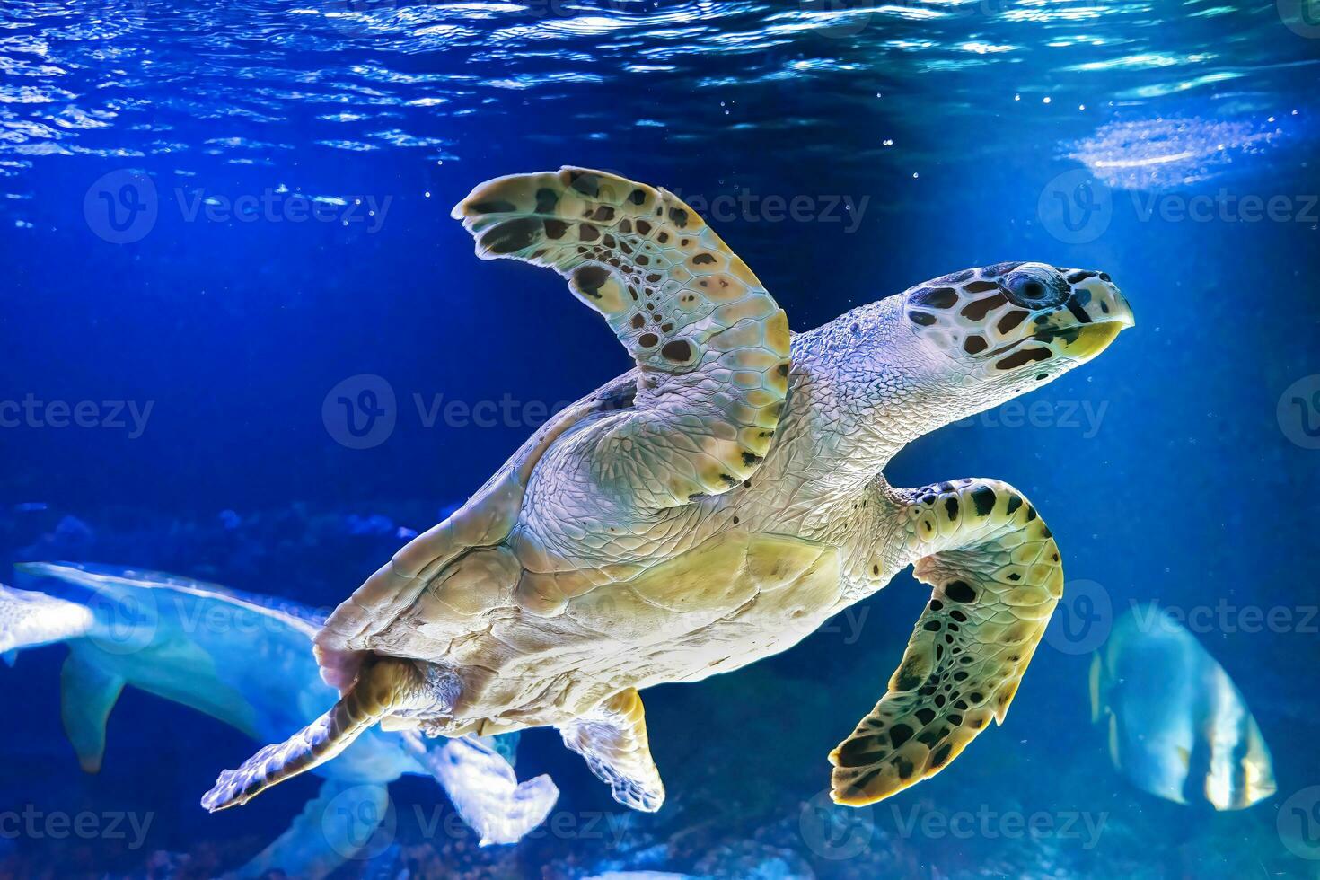 verde mar tartaruga quelônia mydas dentro aquário azul água. foto