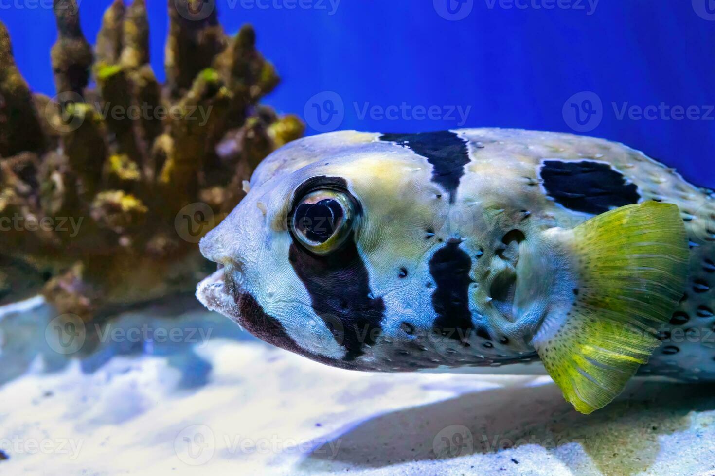 Preto manchado peixe-porco ou espinha curta peixe porco-espinho, diodon liturosus dentro aquário com coral foto