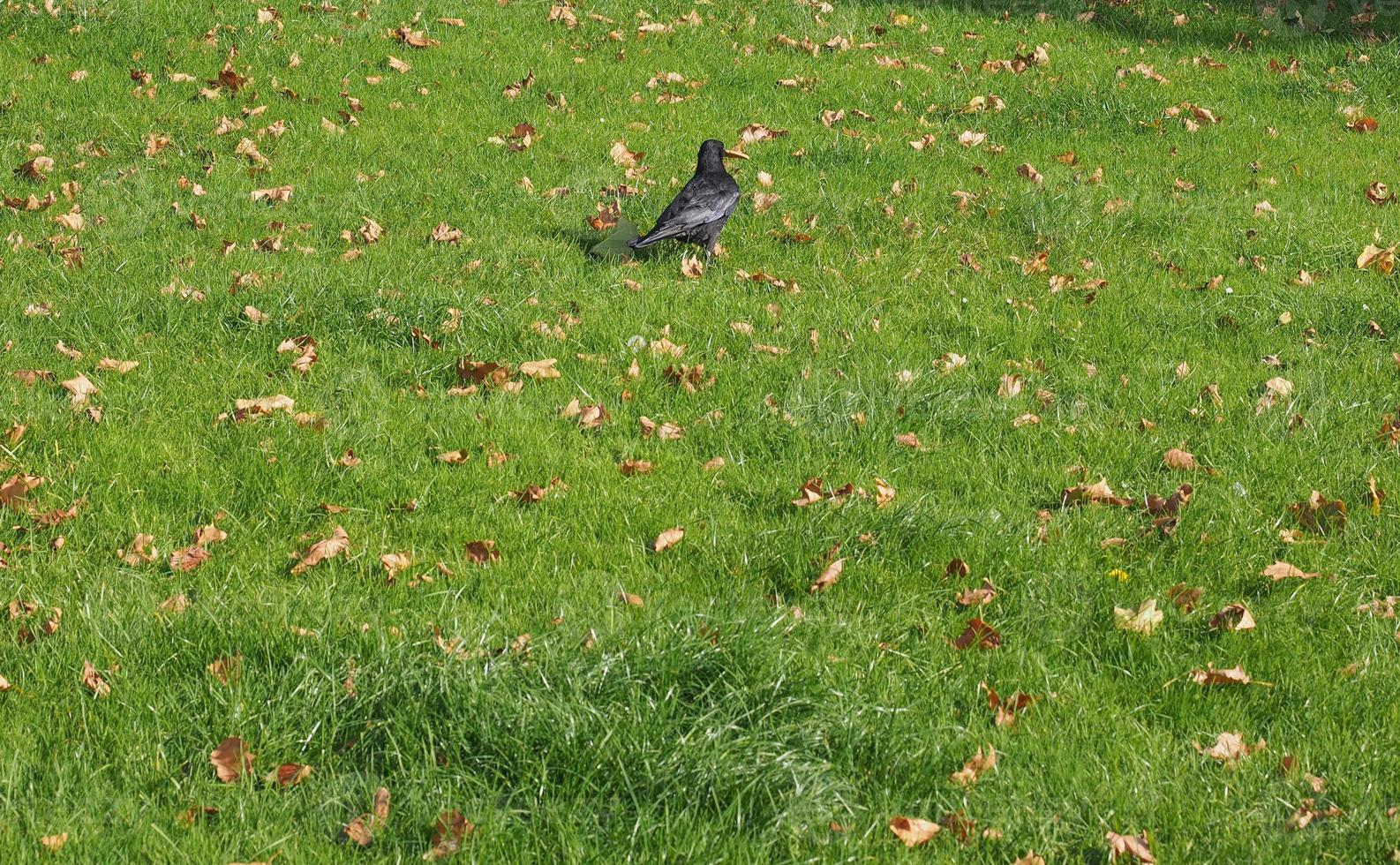 pássaro corvo preto foto