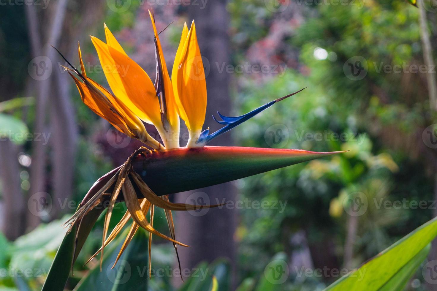 strelitzia, a flor do pássaro paraíso foto