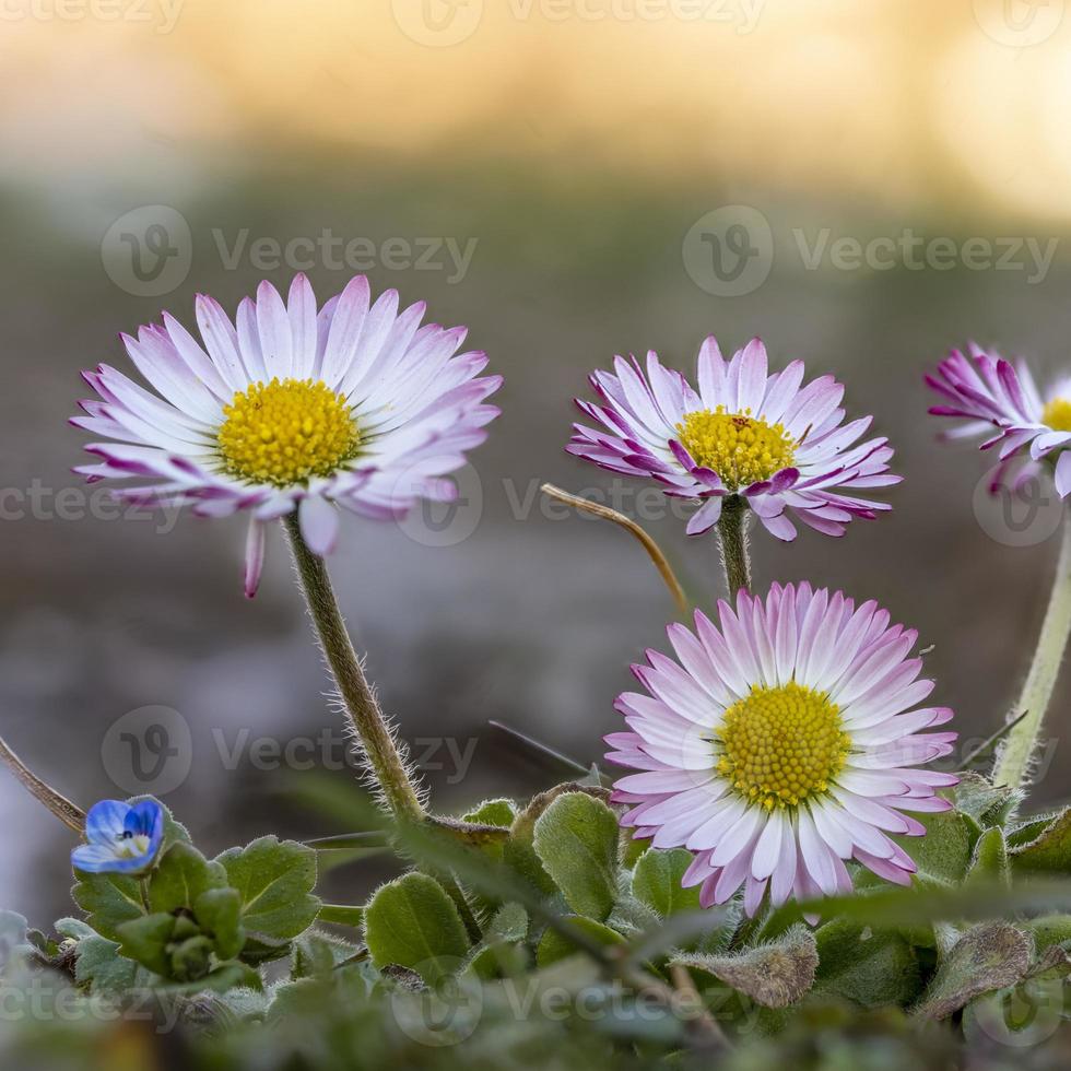 foto macro de um grupo de margaridas brancas vermelhas na grama