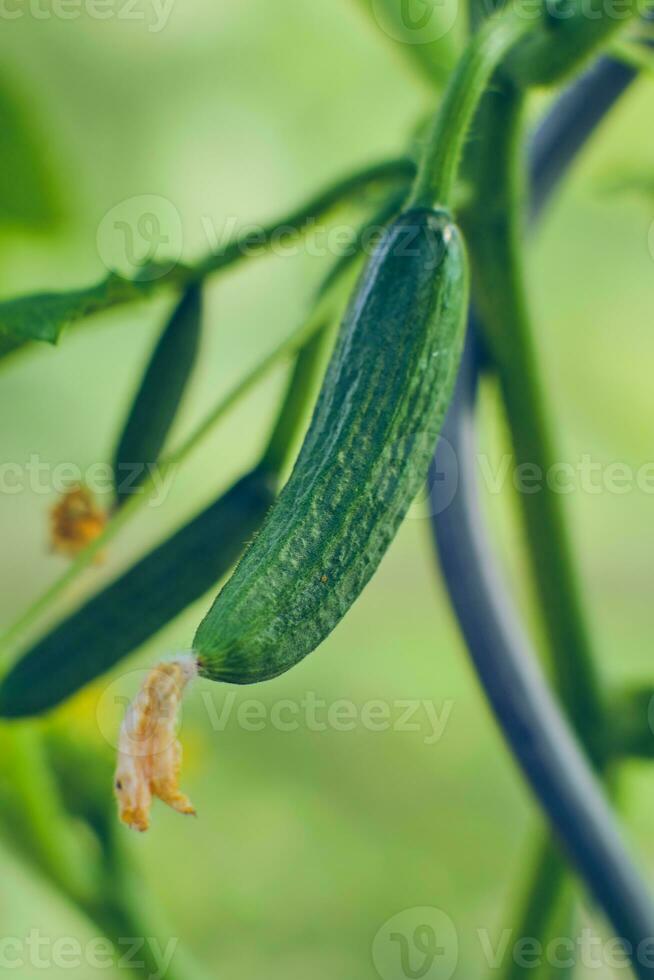 pepino crescendo dentro estufa foto