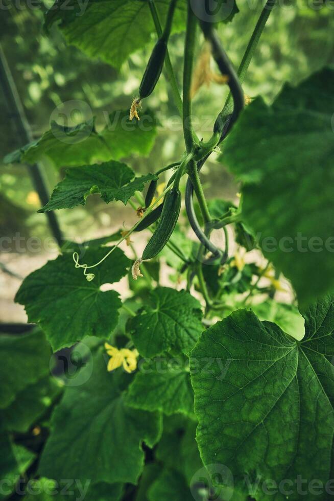 pepino plantar crescendo dentro estufa foto