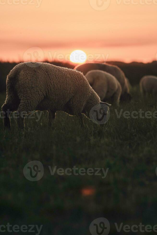 ovelha pastar dentro pôr do sol dentro norte Alemanha foto