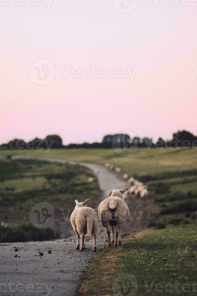 ovelha em pé em topo do uma dique dentro norte Alemanha foto