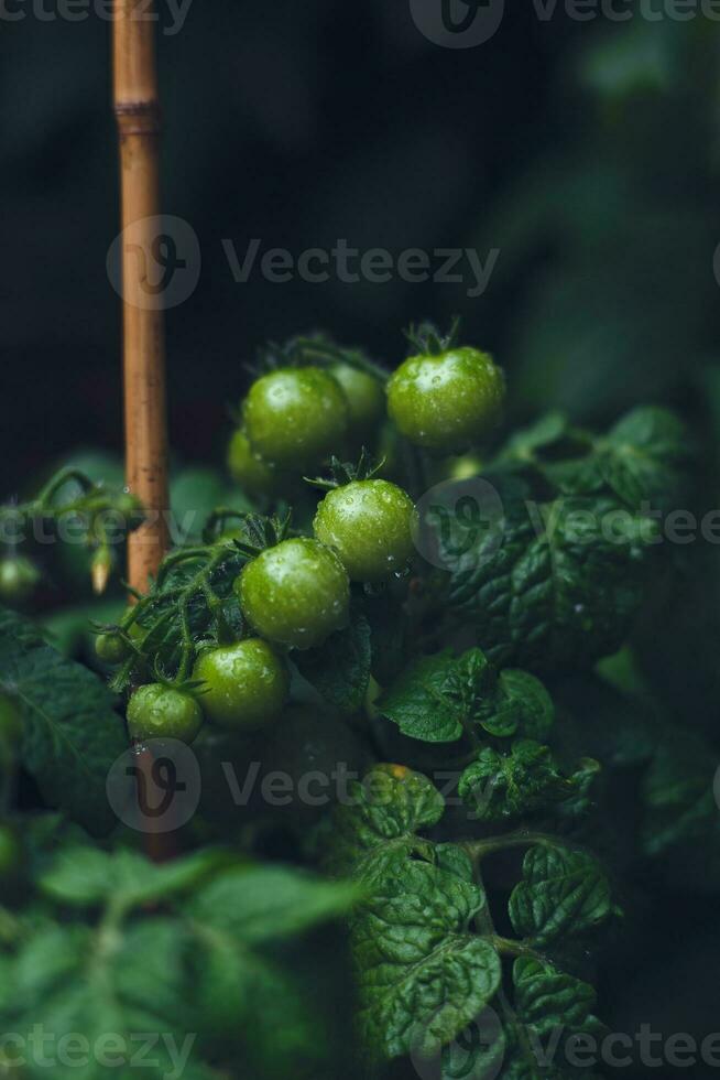 verde tomates depois de chuva foto