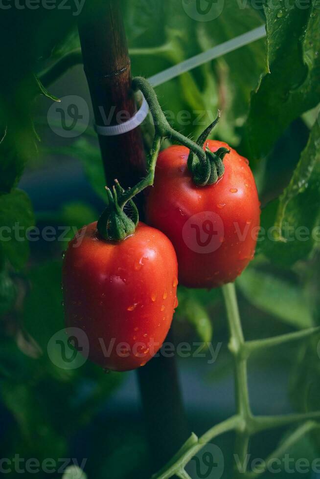 grande vermelho tomates pronto para estar escolhido foto