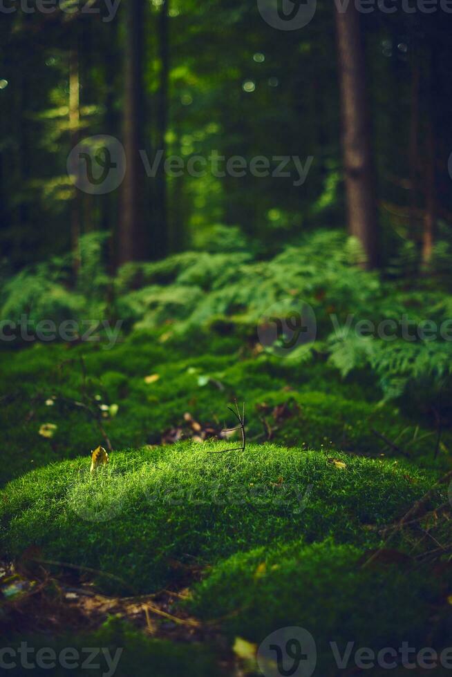 musgoso floresta terra foto