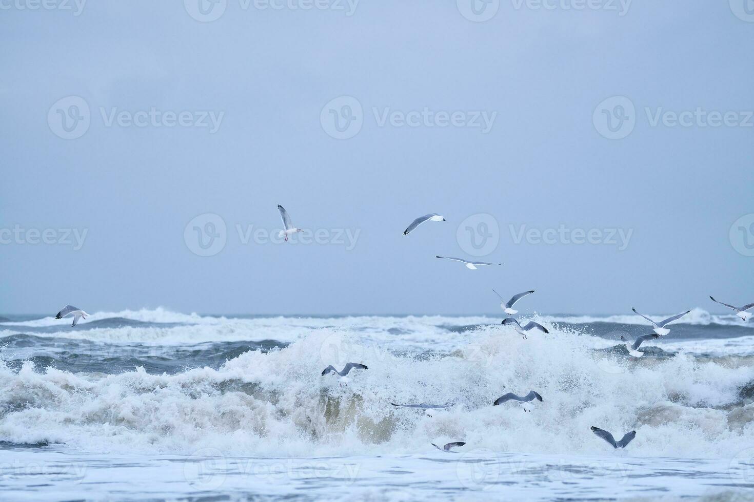 gaivotas vôo sobre grande ondas em norte mar foto