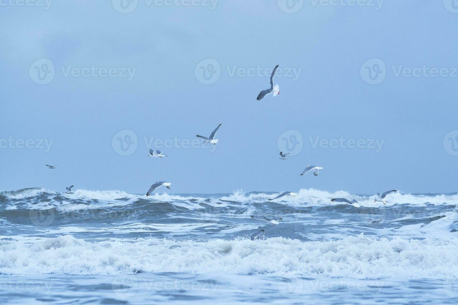 gaivotas olhando para Comida dentro tormentoso mar foto