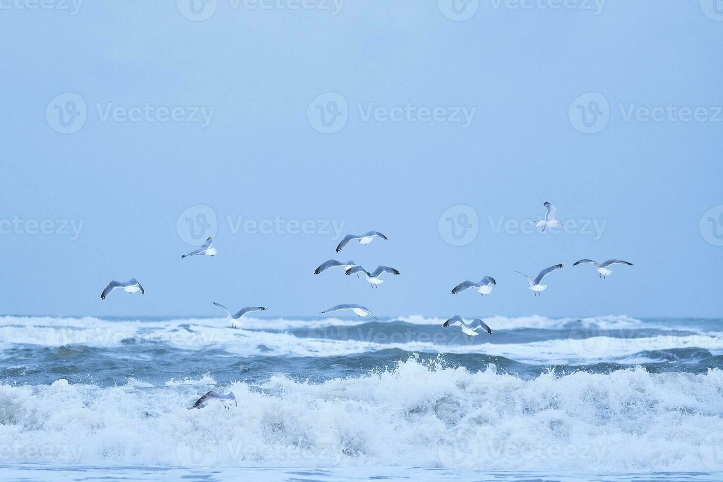 rebanho do gaivotas vôo sobre grande ondas em norte mar foto