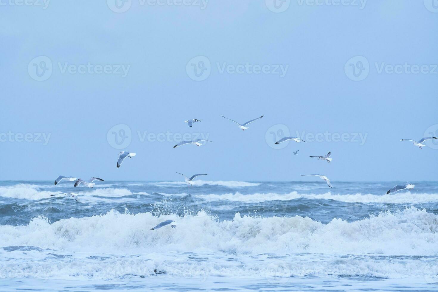 gaivotas vôo sobre grande ondas em norte mar foto