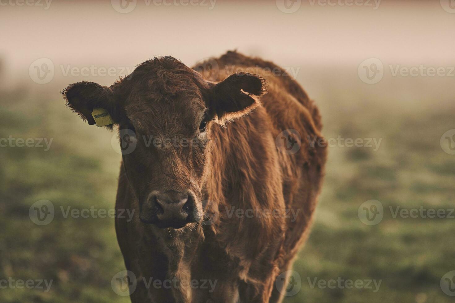 Castanho angus vaca em campo em nebuloso manhã foto