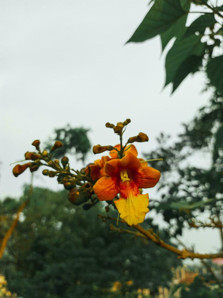 bignonia capreolata é uma videira comumente referido para Como videira cruzada.2 foto