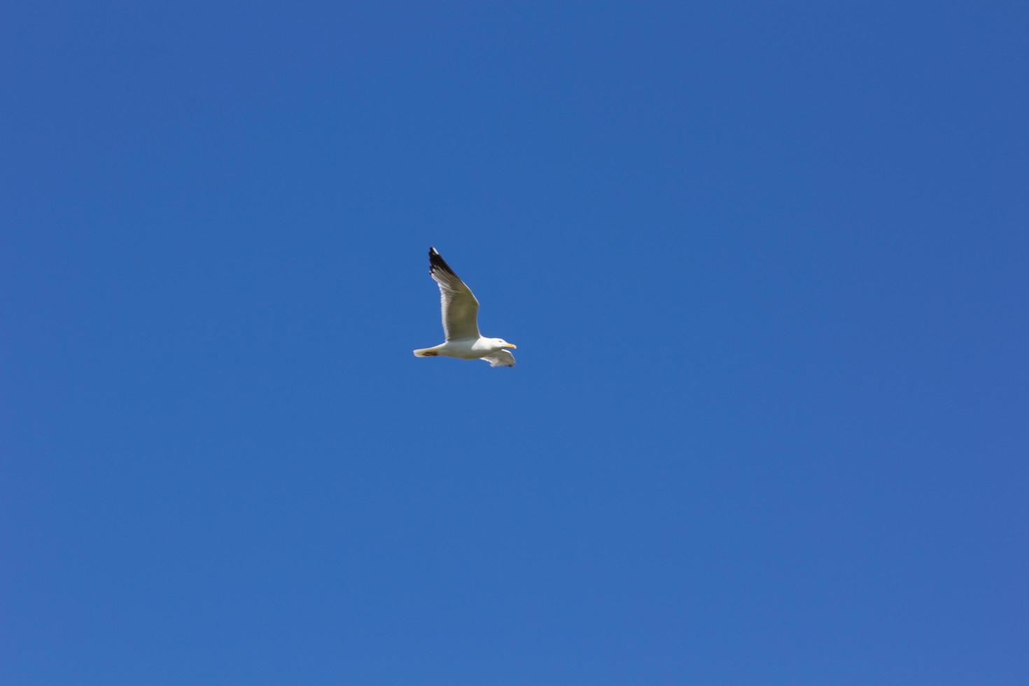 gaivota, ave que geralmente está no mar. foto