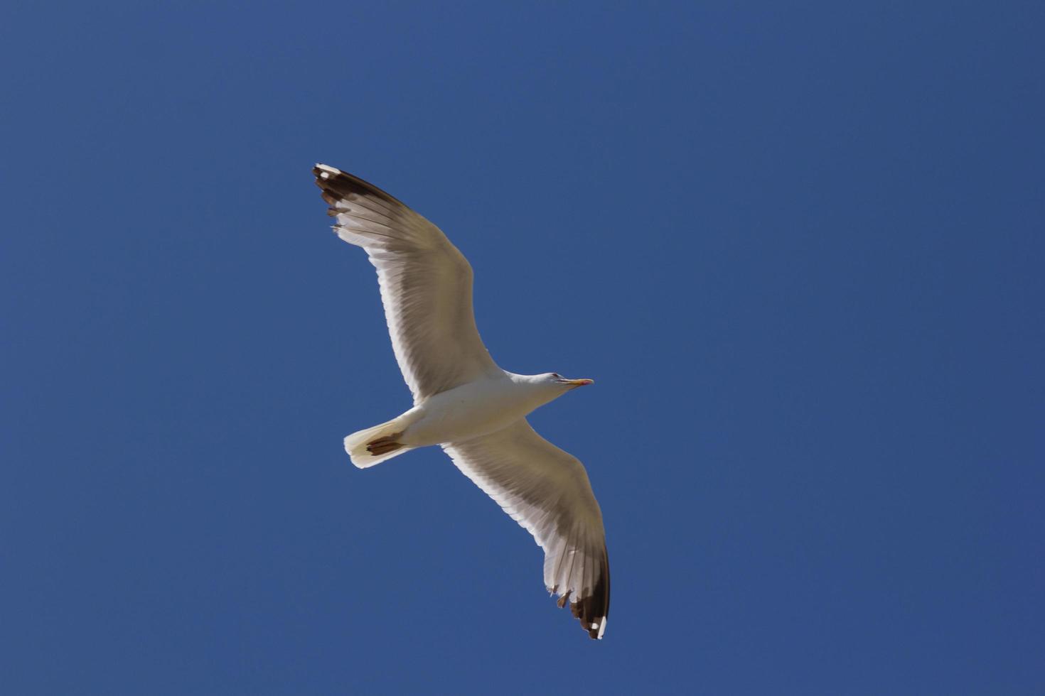 gaivota, ave que geralmente está no mar. foto