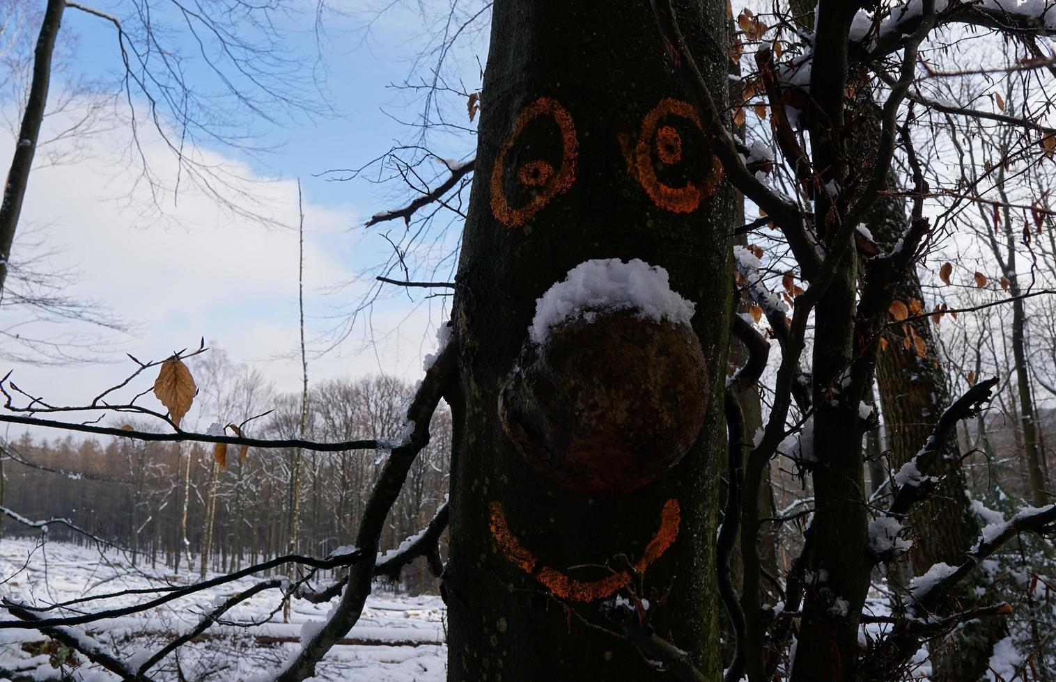 lindo inverno branco na floresta, galhos congelados com neve e cara engraçada natural da árvore. foto