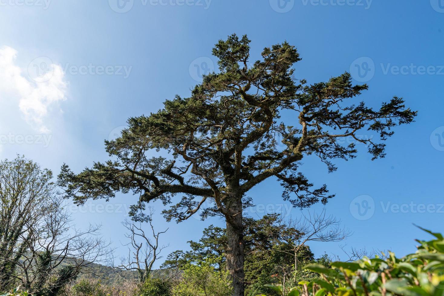 árvores antigas e altas com voltas e mais voltas de tronco foto