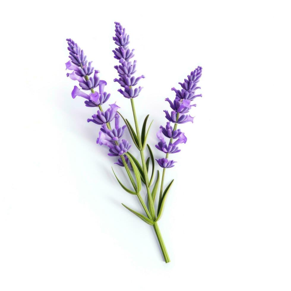 ai gerado solteiro lavanda flor isolado em branco foto